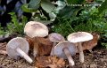 Tricholoma argyraceum-amf1848